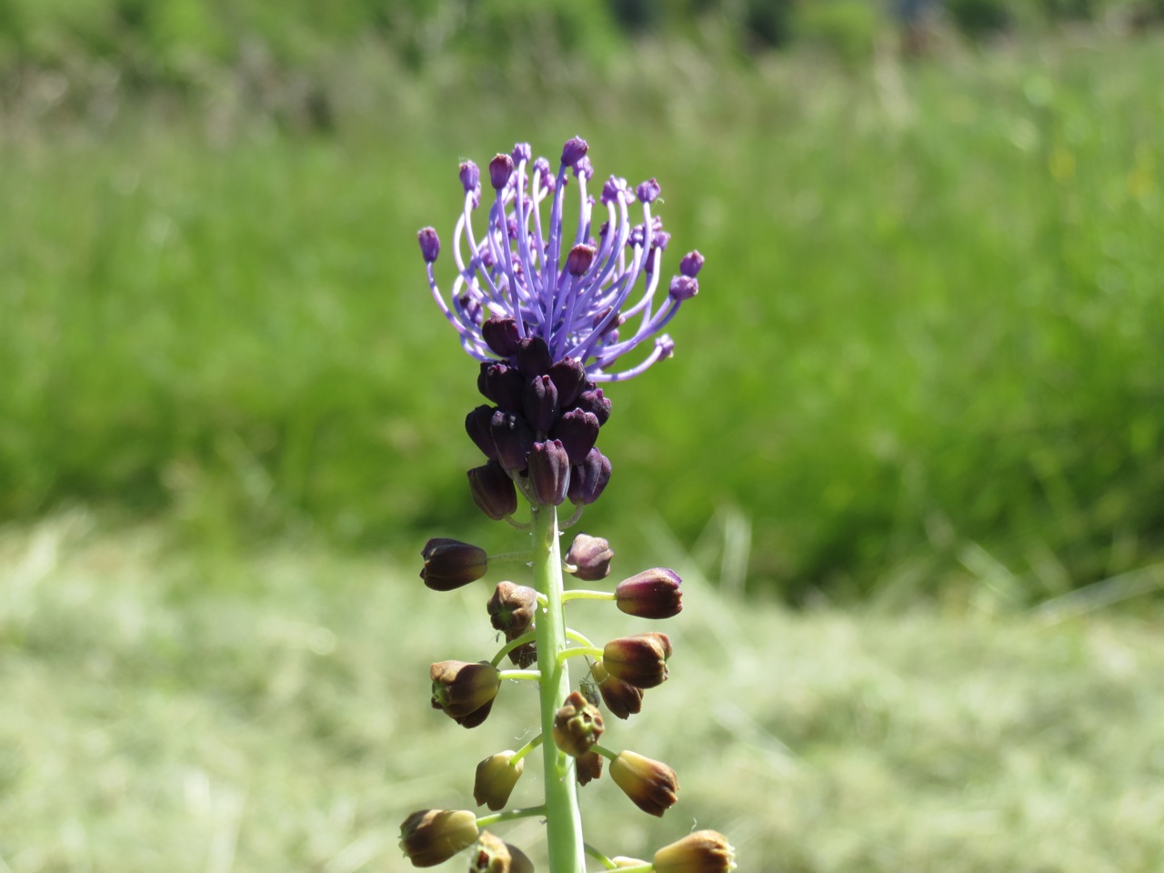 Muscari à toupet 1223